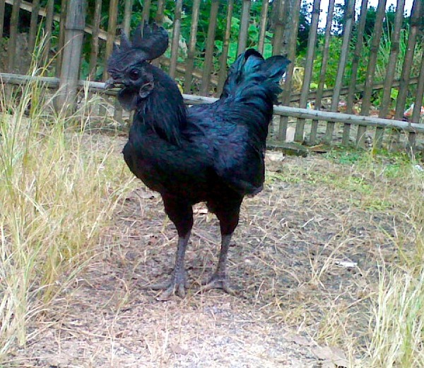 Ayam_cemani