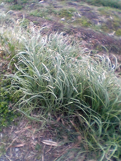 Allium_macrostemon
