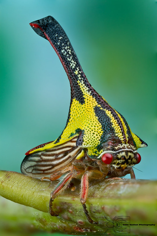 Thorn treehopper - Umbonia crassicornis