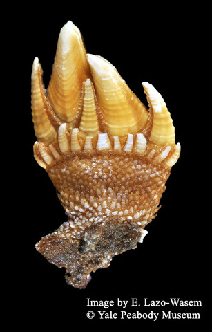 Capitulum mitella (YPM IZ 049075)