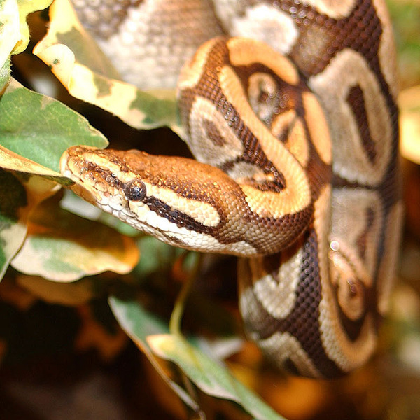 800px-Python_royal_35