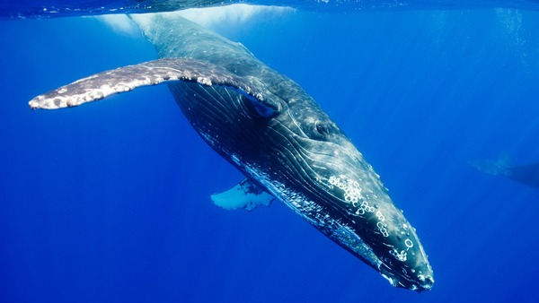 白長クジラ