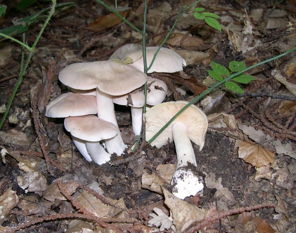 1280px-Entoloma_sinuatum_group