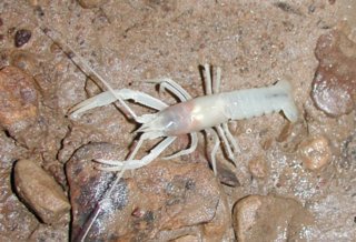 Orconectes_australis_packardi_small