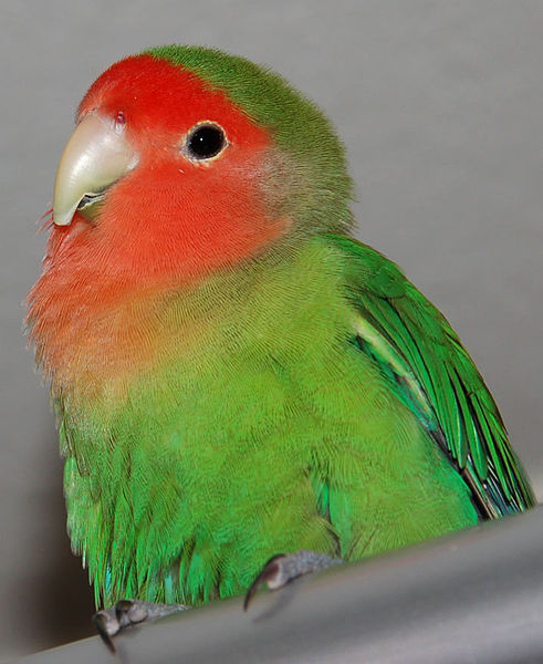Lovebird_Pi-yan
