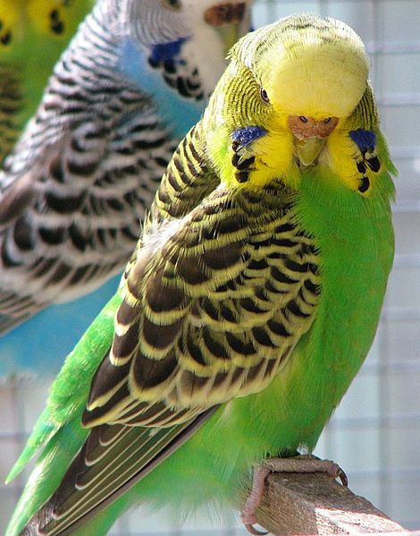 470px-Melopsittacus_undulatus