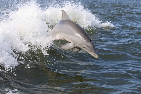 Dolphin,2007-4-13