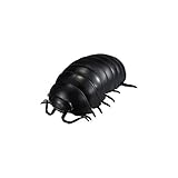 だんごむし05 だんごむしとだいおうぐそくむしよりまっくろだんごむし(単品)