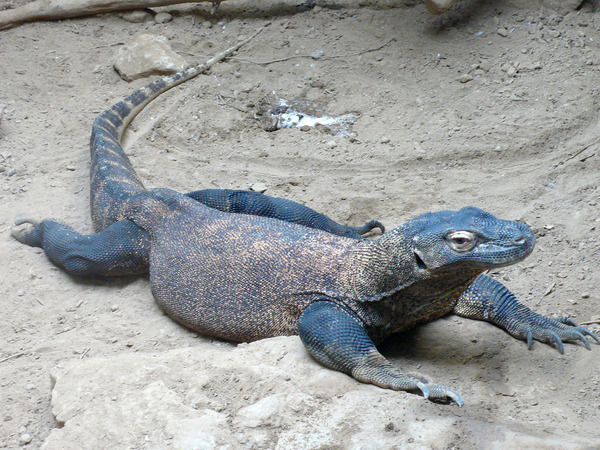 1600px-Varanus_komodoensis_(2)