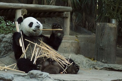 panda-1203101_960_720