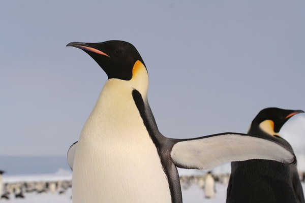 1280px-EmperorPenguin_2005_2592