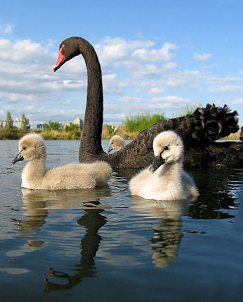 Cygnus_atratus_-adult_with_chicks_in_Australia-8