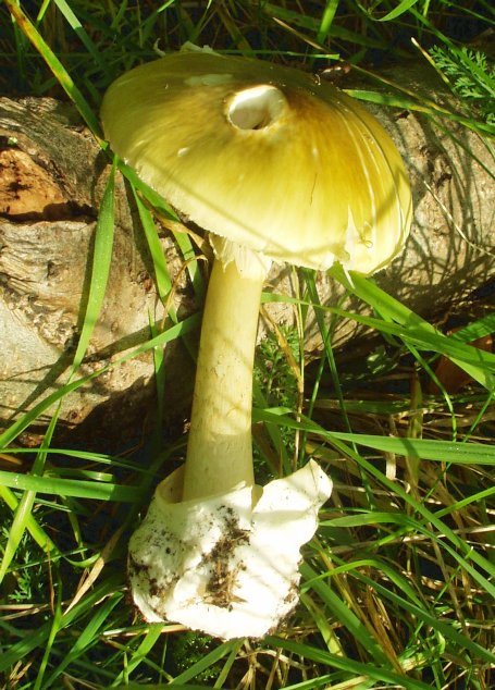 Amanita_phalloides