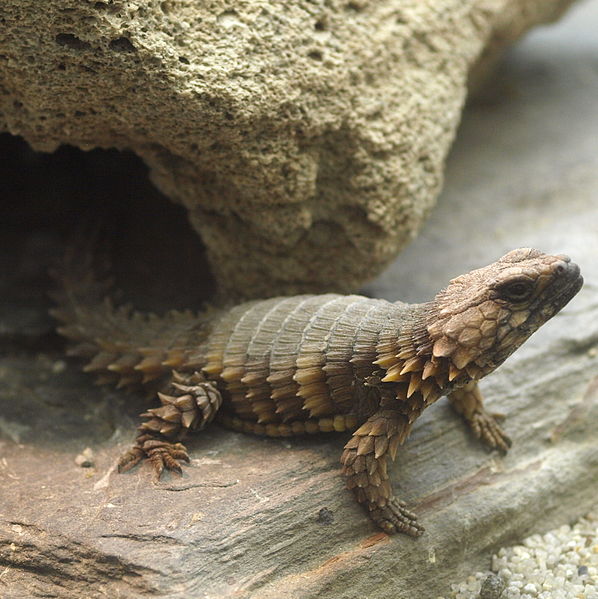 598px-Cordylus_cataphractus_by_OpenCage