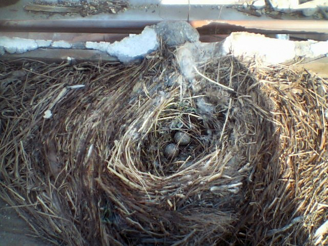 Nest of Passer montanus A