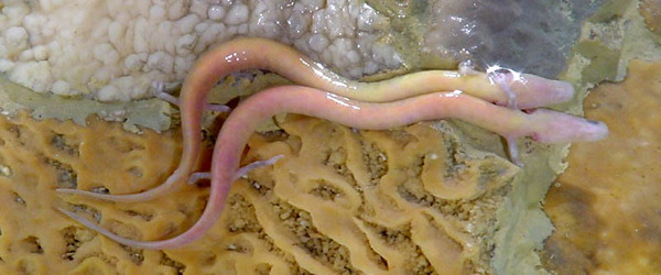 Proteus_anguinus_Postojnska_Jama_Slovenija