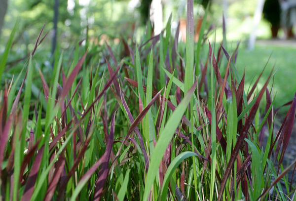 800px-Imperata_cylindrica