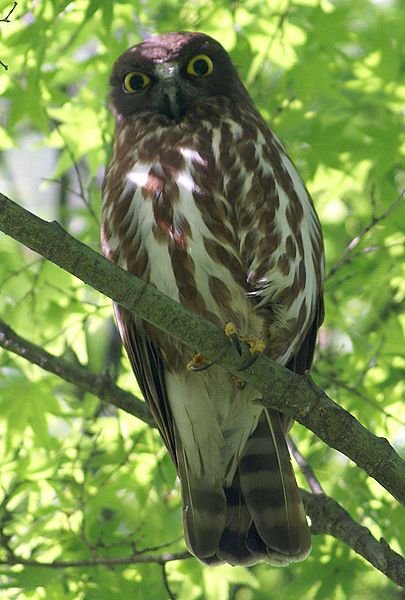 405px-Ninox_scutulata