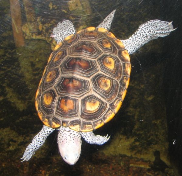 Diamondback_Terrapin