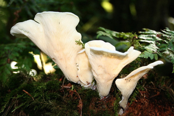 Pleurocybella_050919low