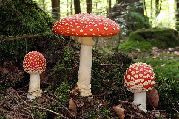 Fliegenpilz_fly_agaric_Amanita_muscaria