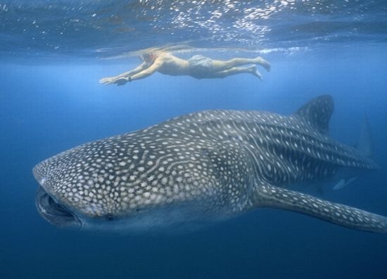 whale-shark09