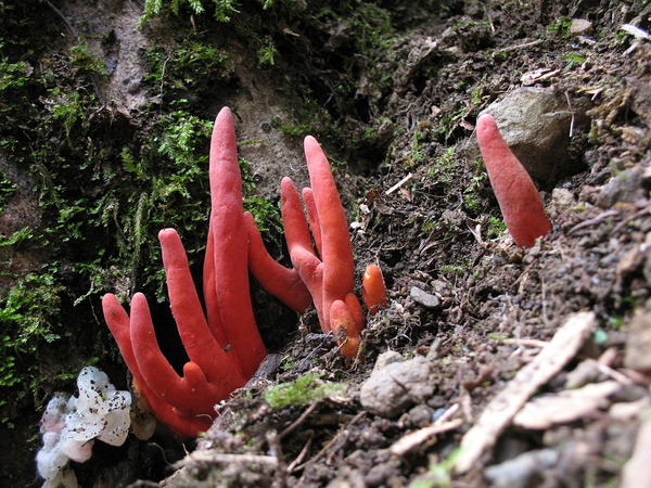 1280px-Podostroma_cornu-damae