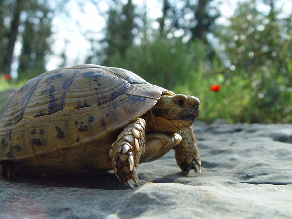 1280px-Testudo_graeca