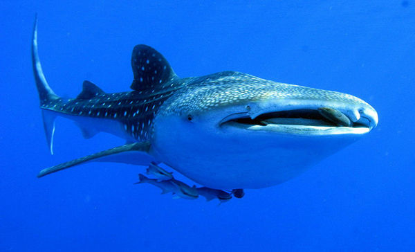 swimming-whale-shark