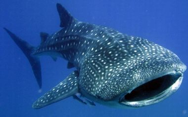 whale-shark02