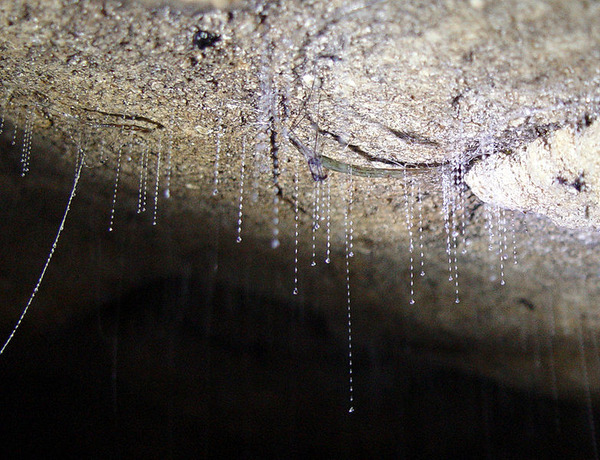 783px-Arachnocampa_luminosa_larvae