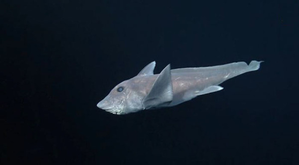 ghost-shark-chimaera-captured-first-time-3
