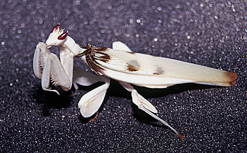 Creobroter sp. (13613293915)