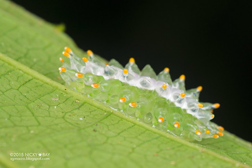 Jewel caterpillar (Minacraga argentata) - DSC_3815
