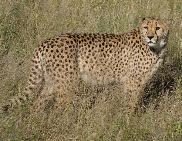 1280px-Africat_Cheetah