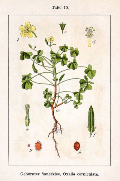 400px-Oxalis_corniculata_Sturm10