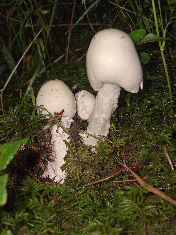 Amanita_virosa_02