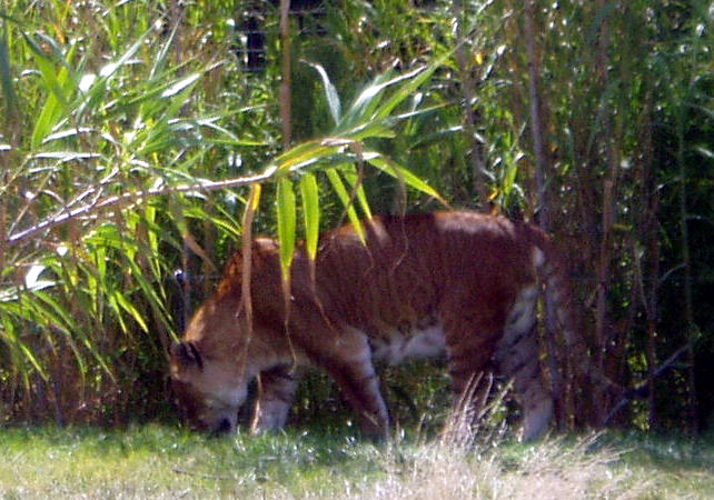 Tigon4