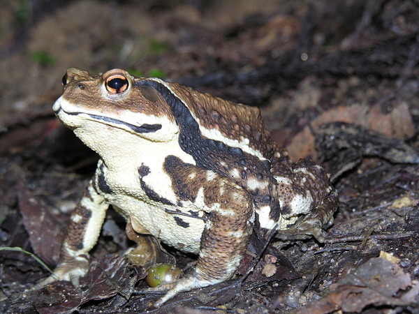 1280px-Bufo_japonicus_DSCN9873