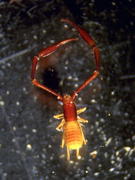 new-pseudoscorpion-found-colorado_32007_big