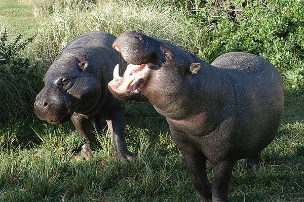 800px-Pygmy_hippopotamus_pair
