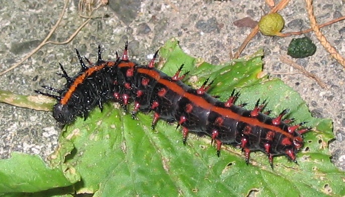 Argyreus hyperbius5