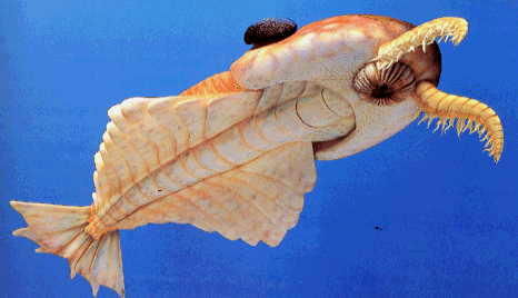 anomarok2