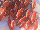 食用アメリカザリガニ　LL（規格1kg-30～35匹　実送1.1kg-33～38匹程度）