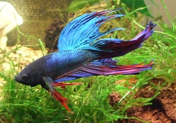 Betta_splendens_colore