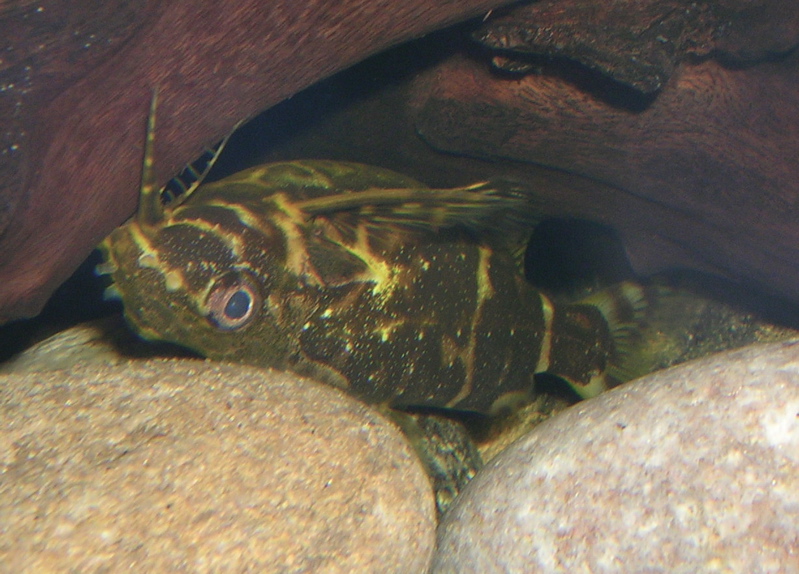 Synodontis