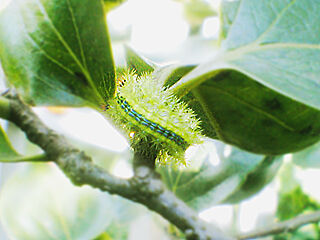Larva_of_moth