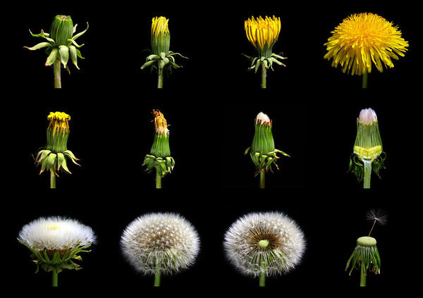 800px-Loewenzahn_Taraxacum_officinale