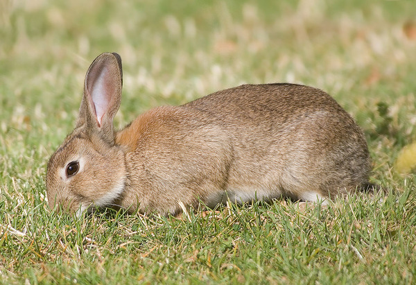 1280px-Oryctolagus_cuniculus_Tasmania
