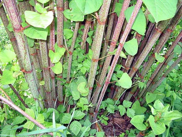 800px-Fallopia-japonica(Staude)